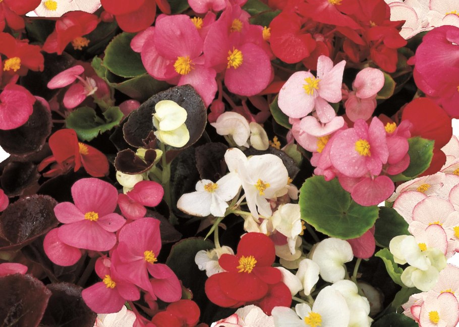 Бегония клубневая Роузбад