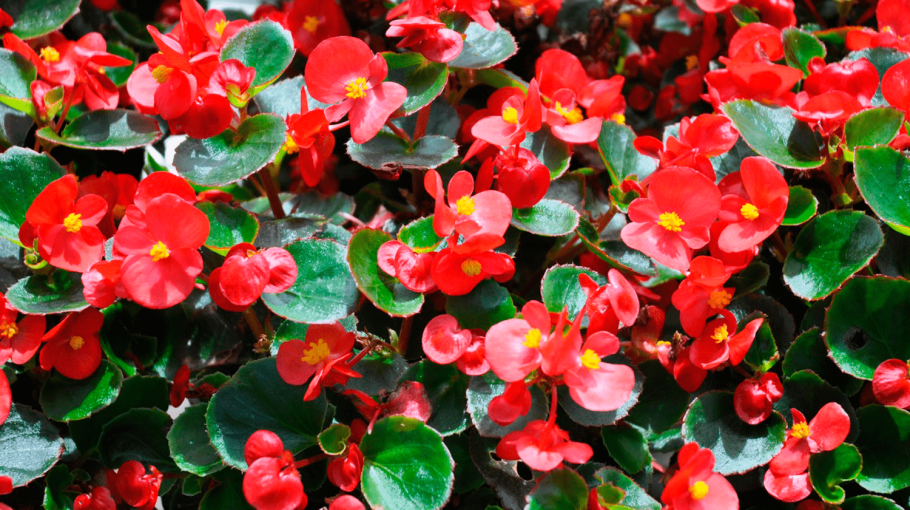 Бегония вечноцветущая