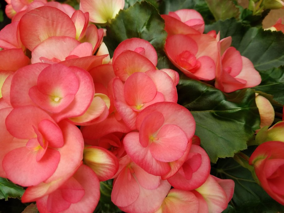 Бегония ампельная