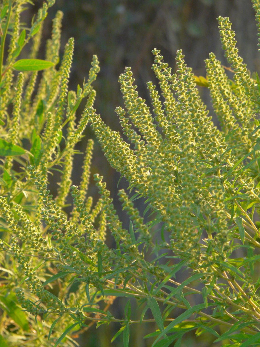 Амброзия полыннолистная