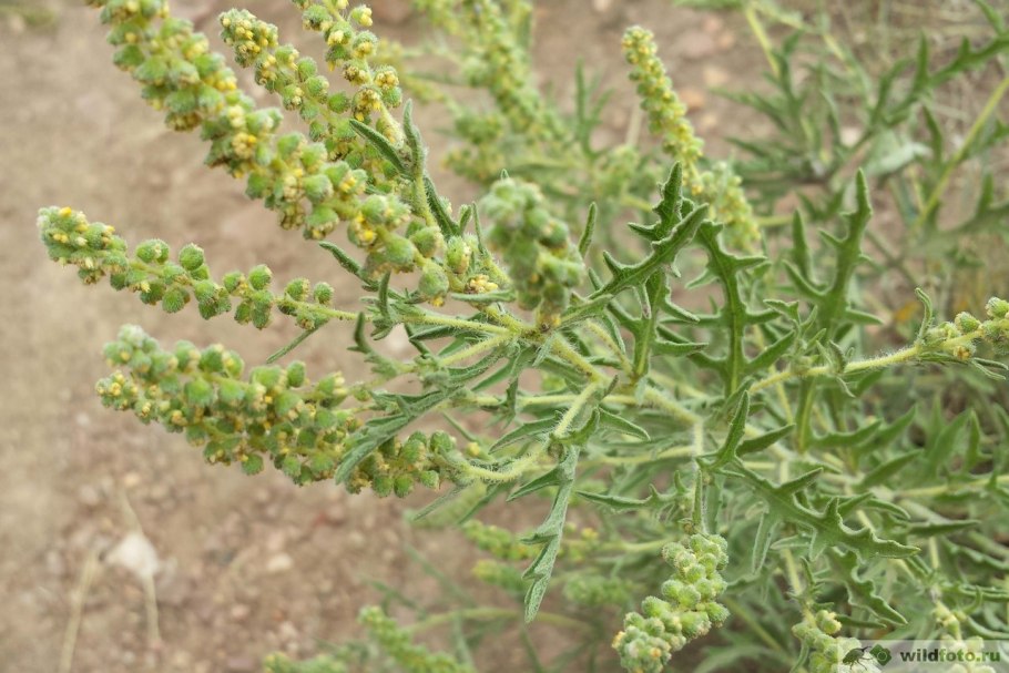 Амброзия метельчатая