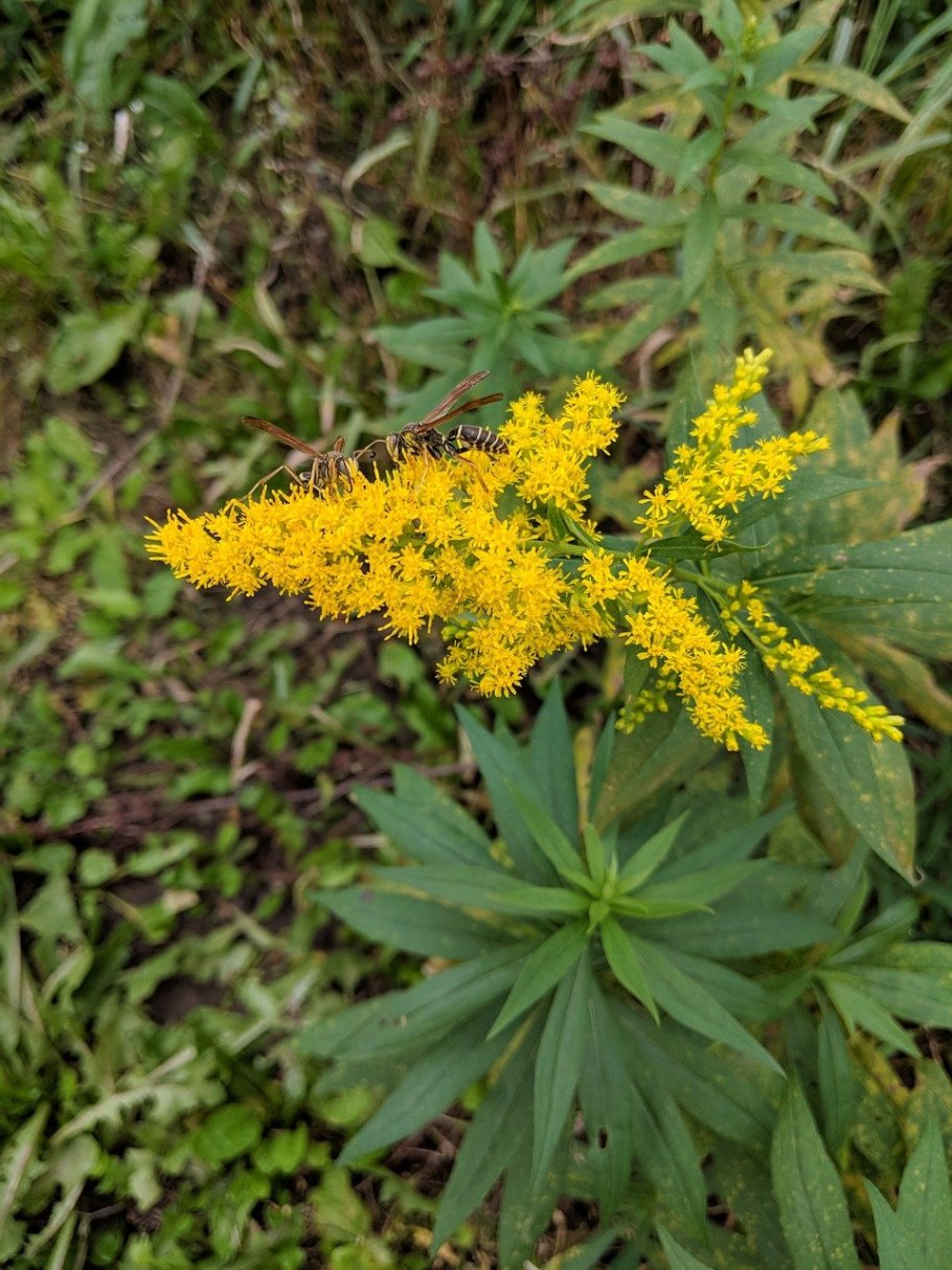 Амброзия растение