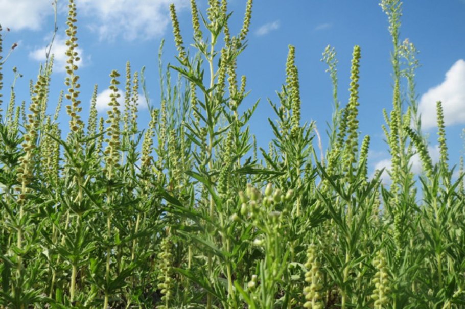 Амброзия Крымская