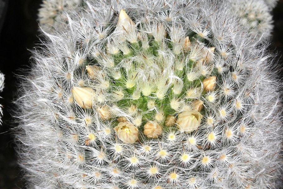 Маммиллярия альбикома