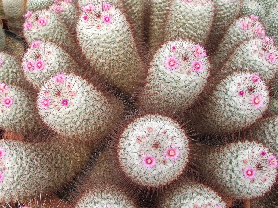 Маммиллярия бомбицина Кристата