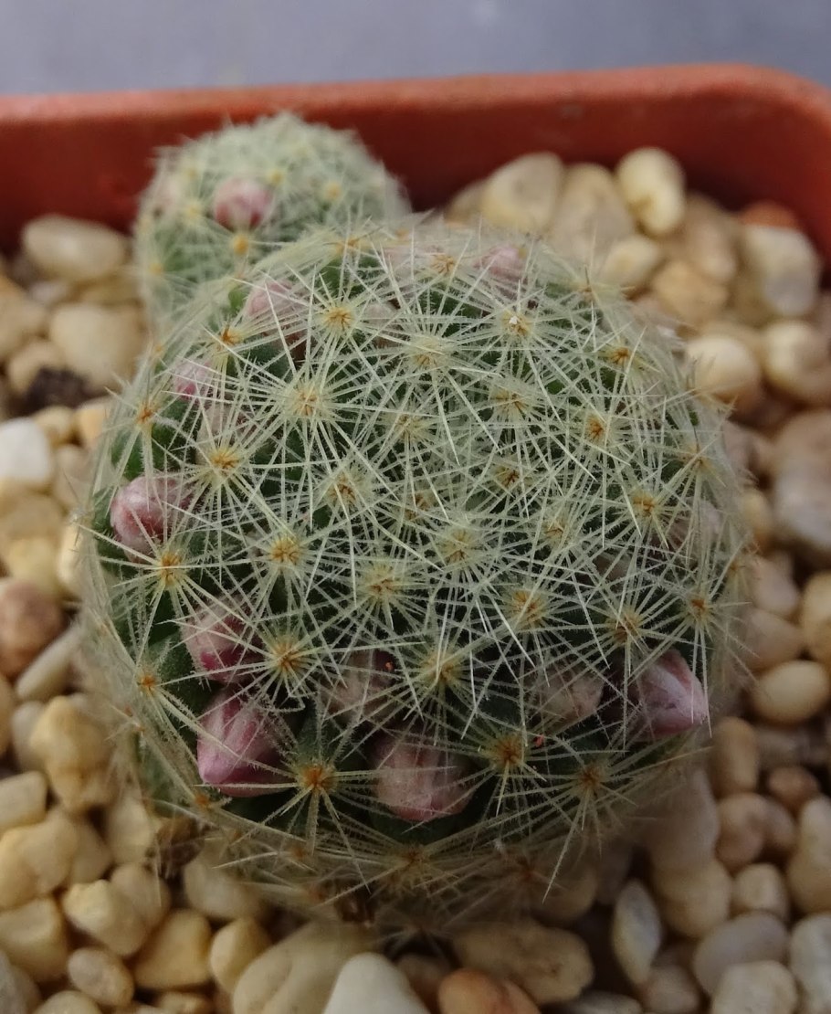 Кактус Mammillaria schiedeana
