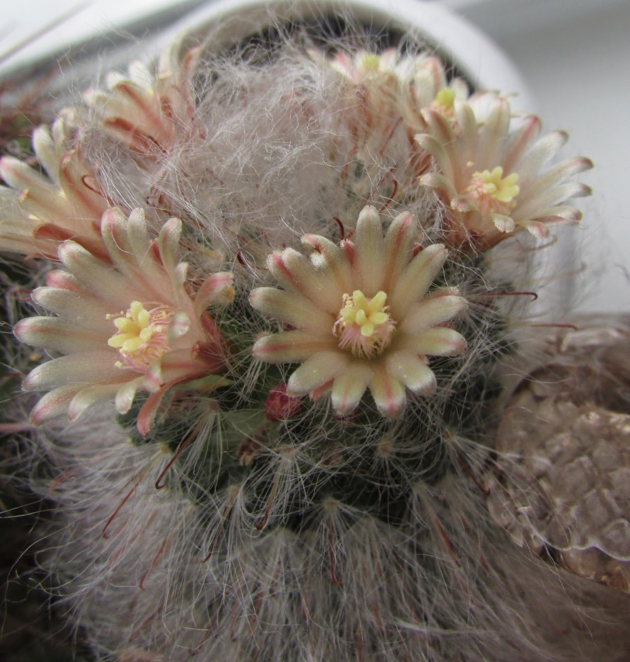 Маммиллярия отростки