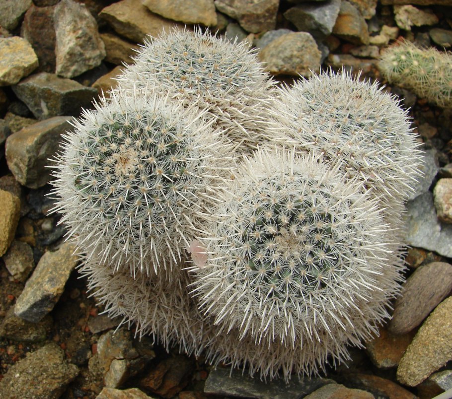 Маммиллярия гана