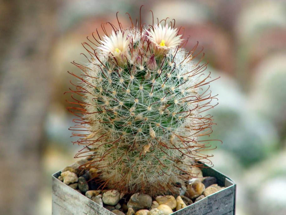 Кактус Маммиллярия бомбицина