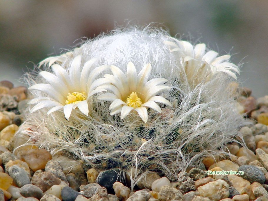 Маммиллярия альбиланата