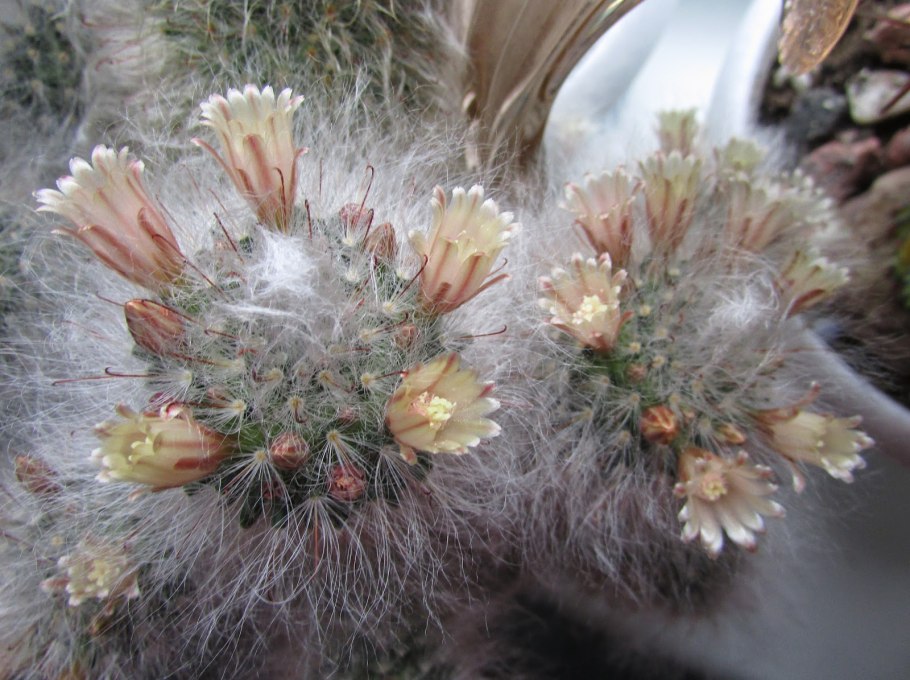 Маммиллярия пушистая