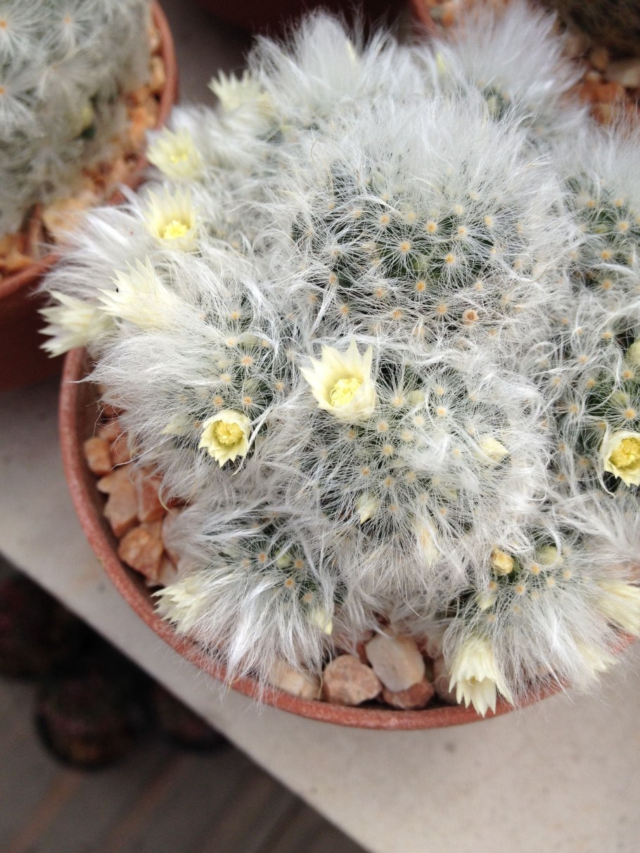 Маммиллярия бокасана