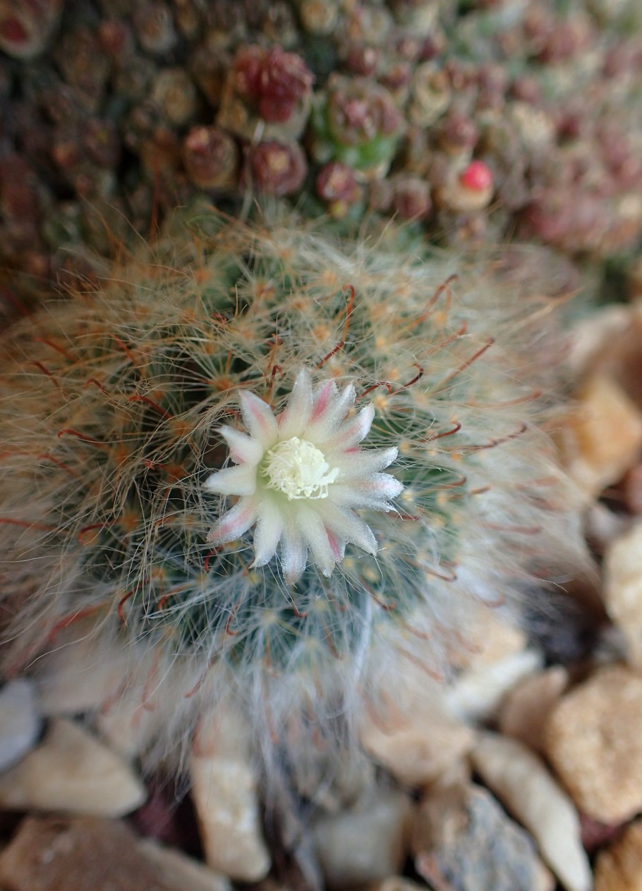 Маммиллярия пролифера