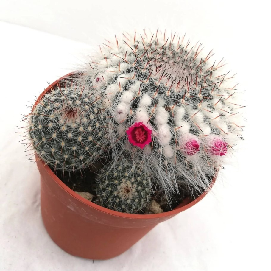 Маммиллярия Ханиана Mammillaria hahniana