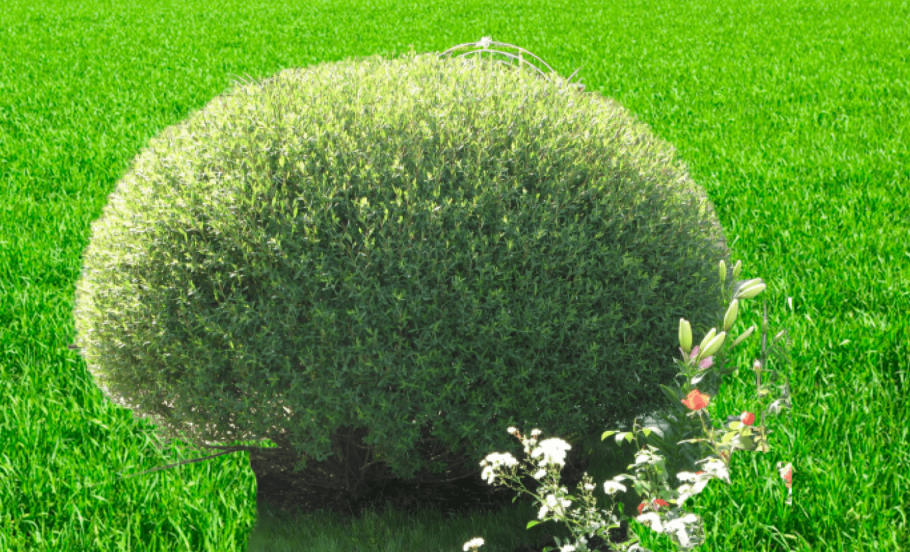 Ива пурпурная Salix purpurea Nana