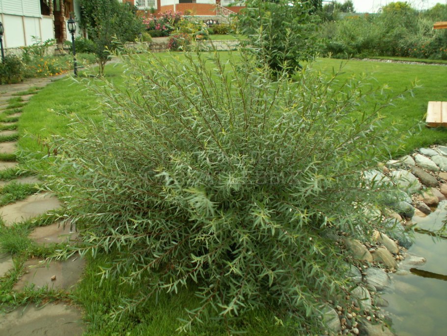 Ива пурпурная Salix purpurea “pendula”
