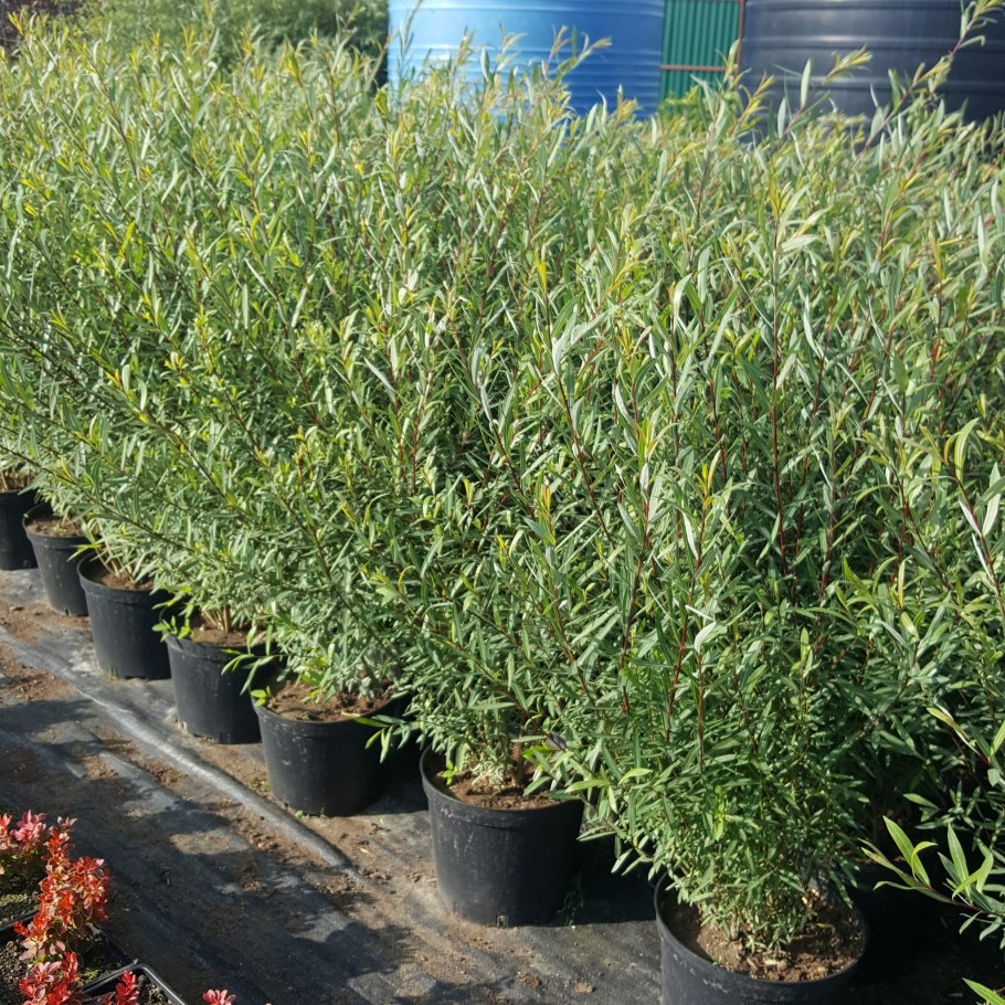 Ива пурпурная Грацилис