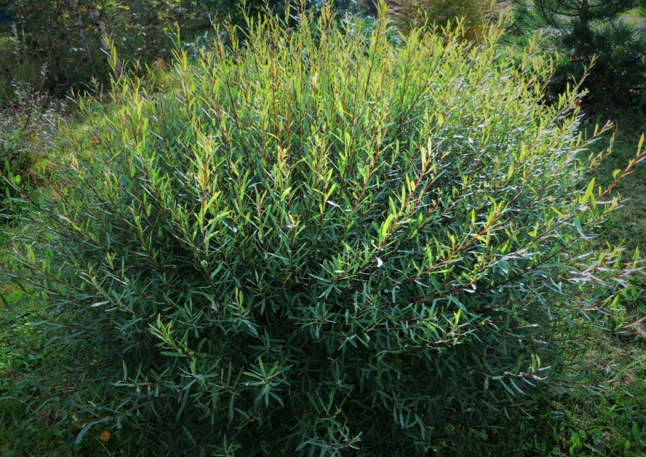 Ива пурпурная Salix purpurea Nana