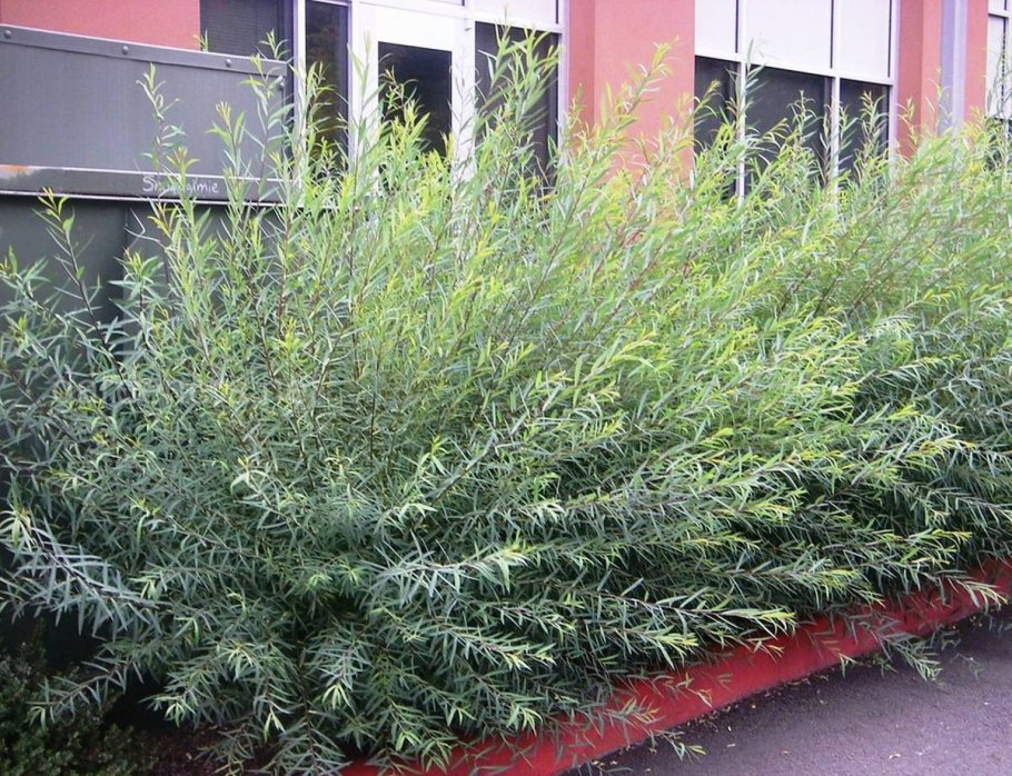 Ива шаровидная пурпурная Нана