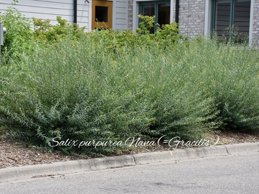 Ива шаровидная пурпурная Нана