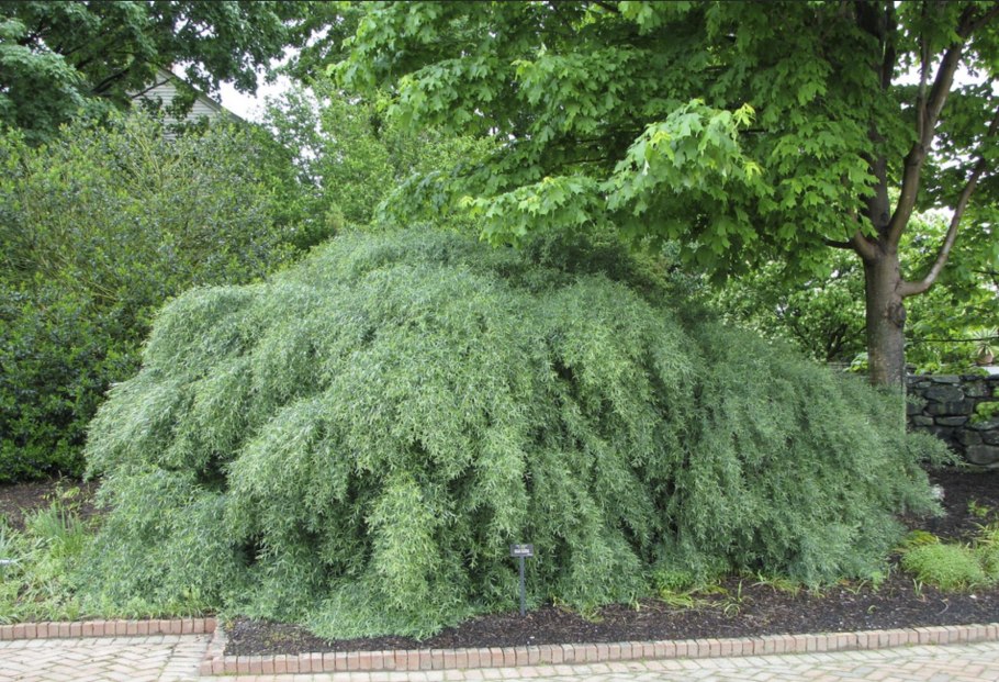 Ива Грацилис