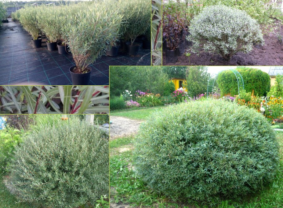 Ива пурпурная Нана