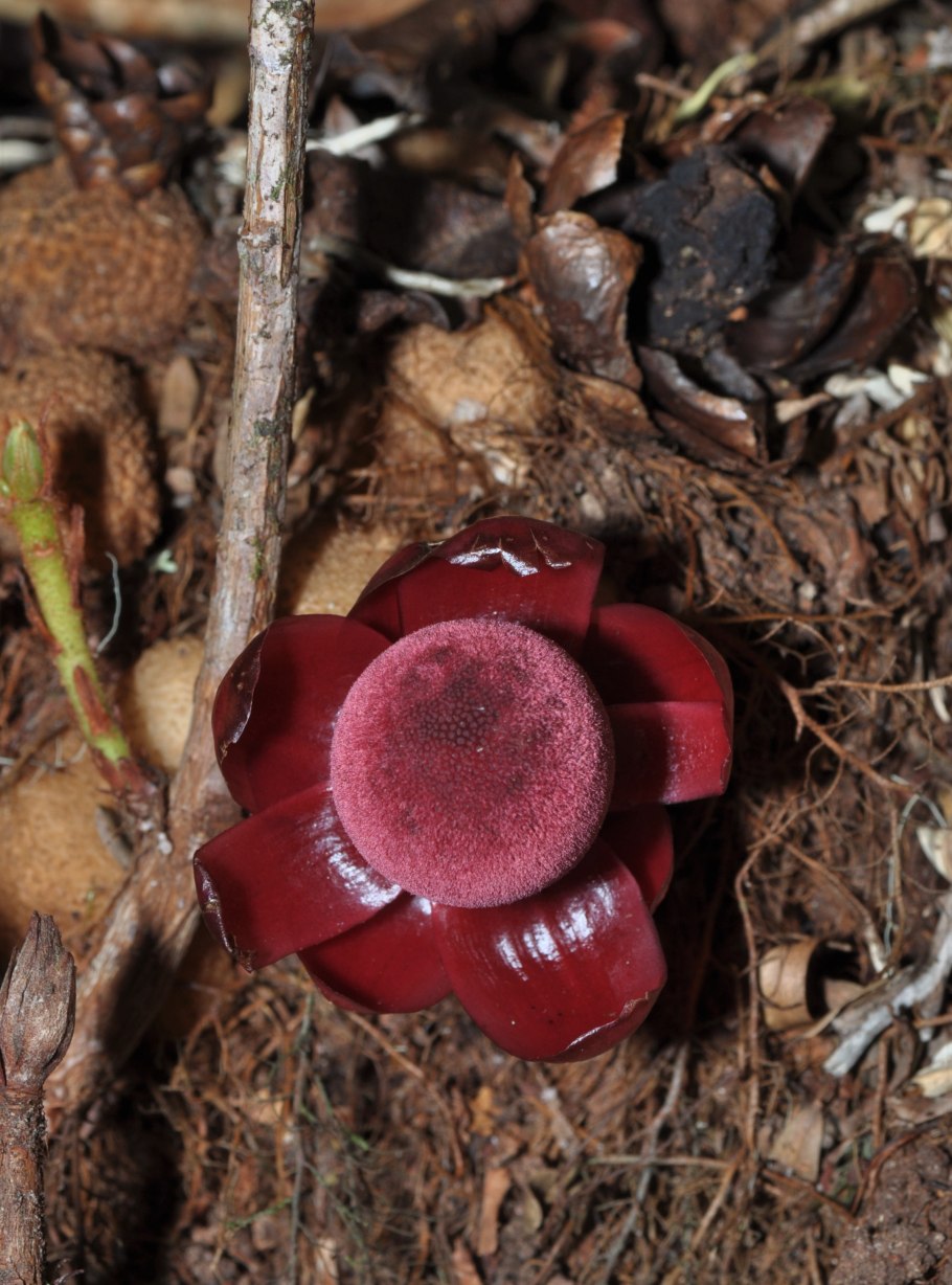 Строение баланофора