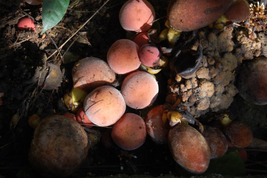 Balanophora Coralliformis