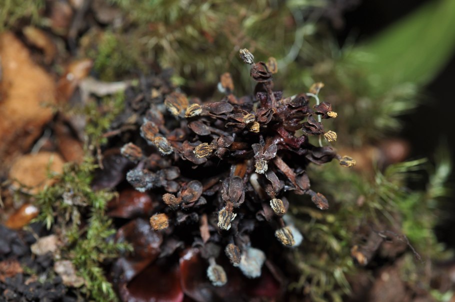 Баланофора Balanophora детали строения