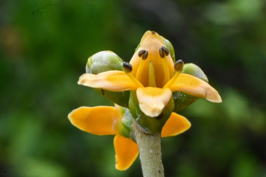 Баланофора Balanophora детали строения