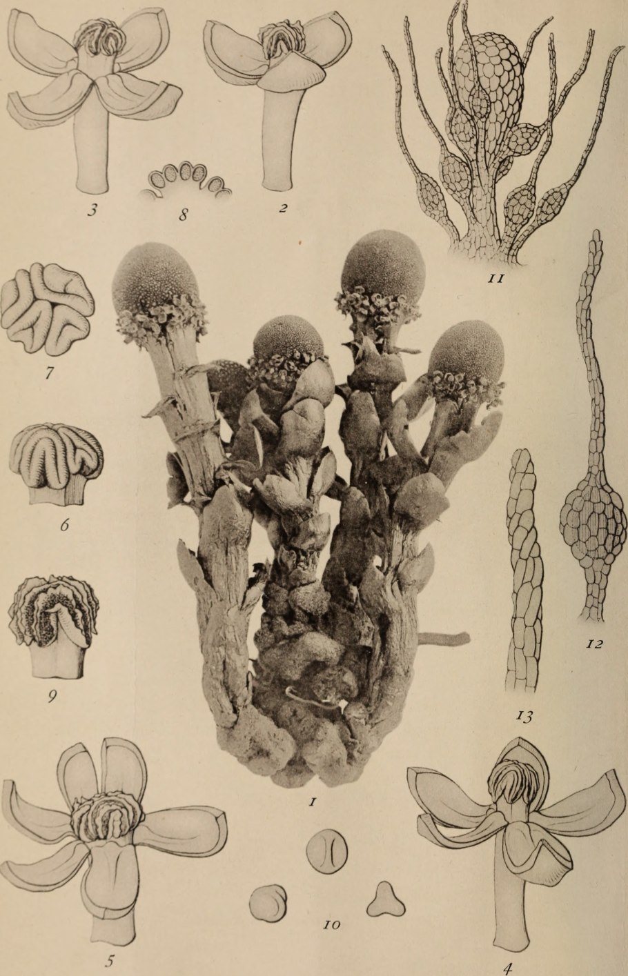 Растения семейства баланофоровых