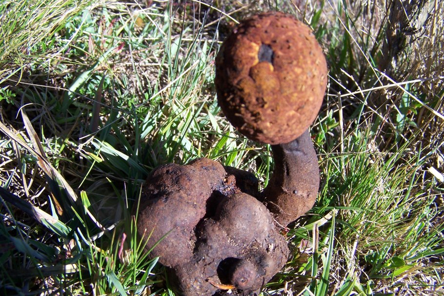 Грибы leratiomyces SP.