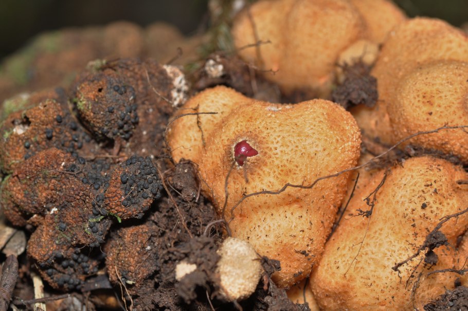 Balanophora Coralliformis