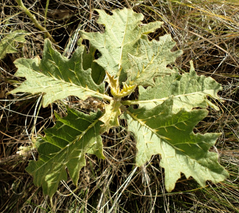 Carparachne aureoflava золотой катящийся паук