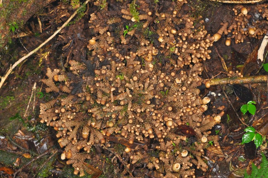 Balanophora Coralliformis