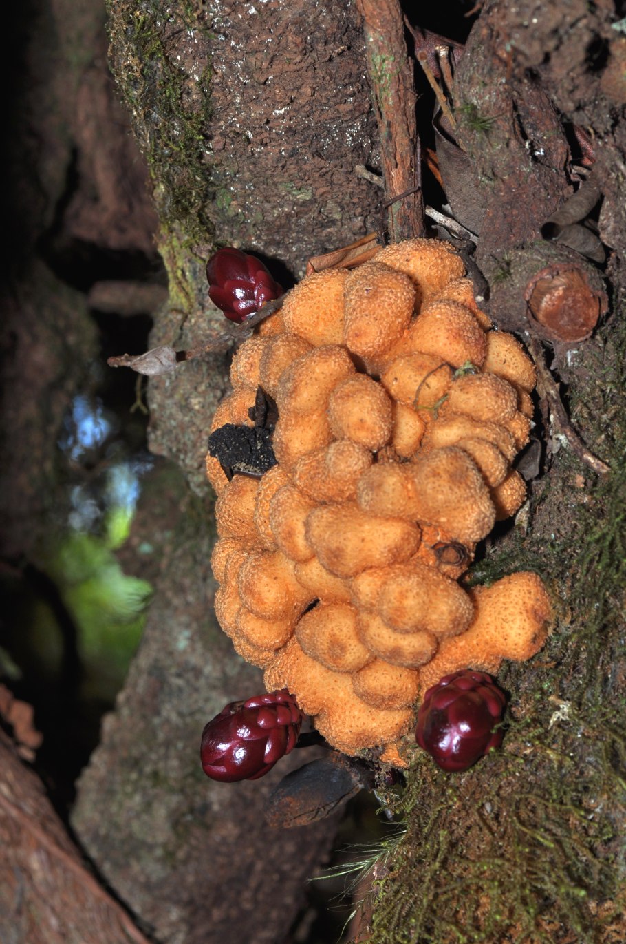 Ядовитое растение баланофора на Яндекс Дзене