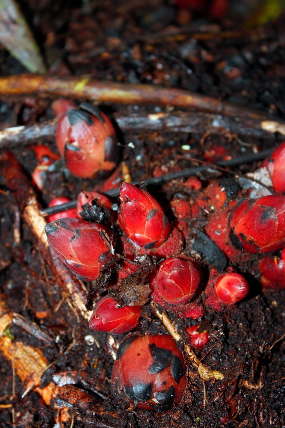 Медуза корнерот и цианея