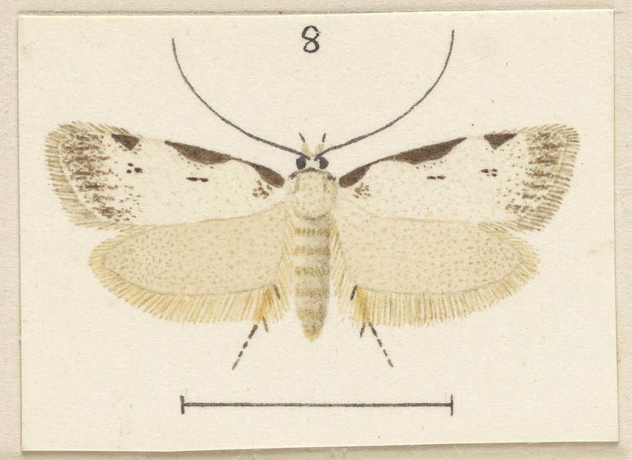 Бентос морская звезда