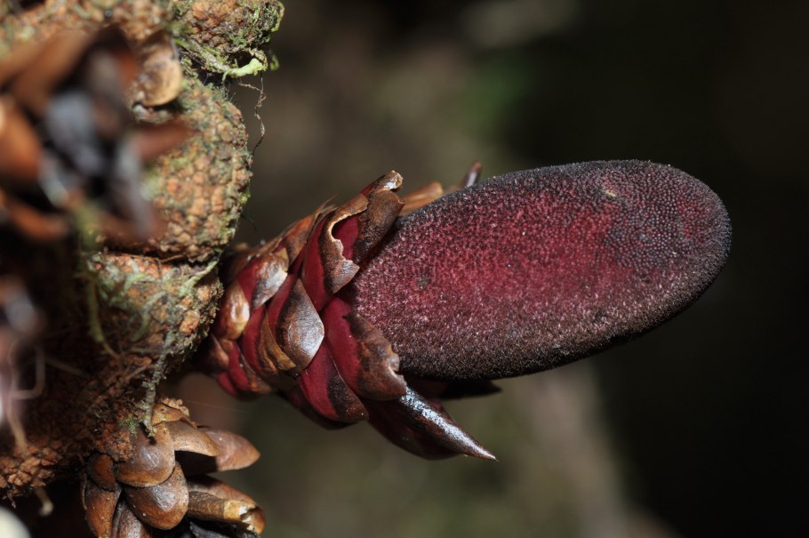 Баланофора Balanophora детали строения