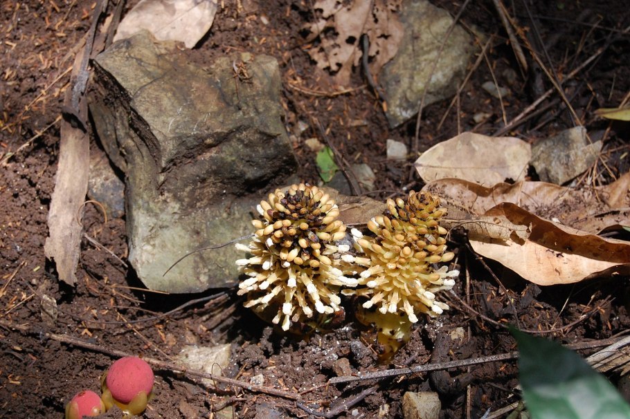 Balanophora Coralliformis
