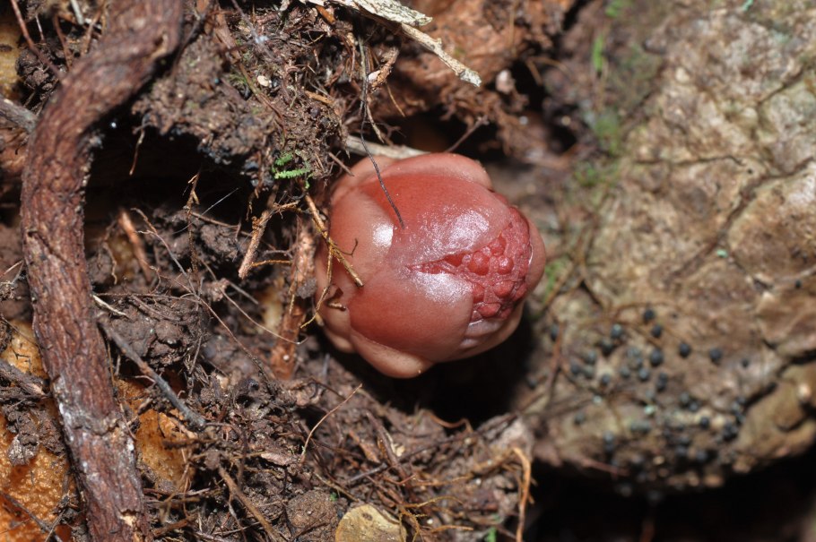 Баланофора грибная