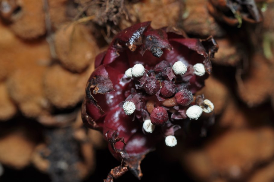 Баланофора японская