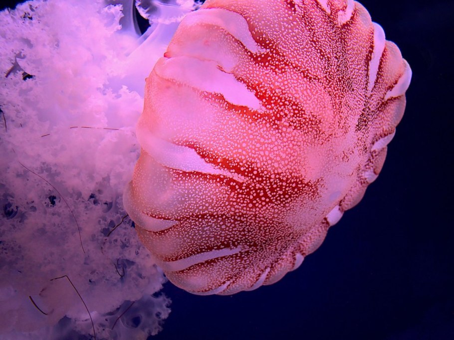 Ширококрылые моли