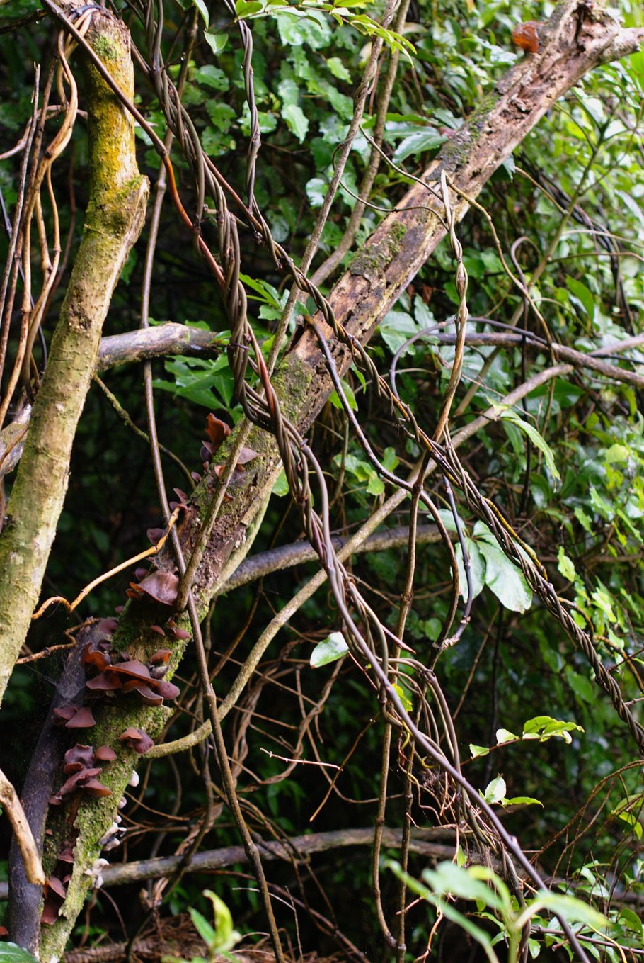 Вируссветрянки под микроскопом