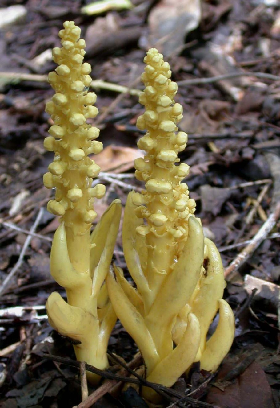 Баланофора детали строения