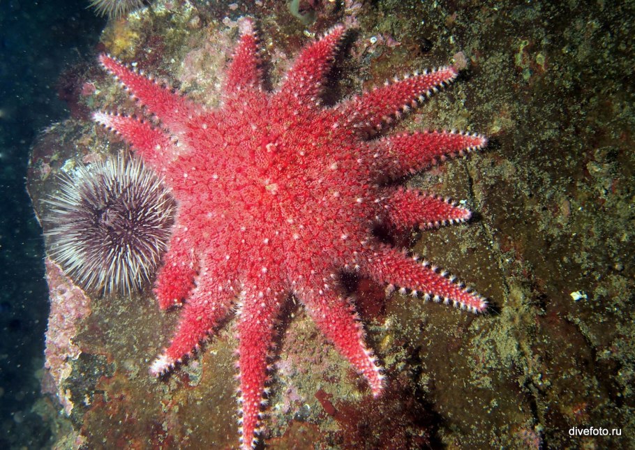 Розовые медузы на Филиппинах