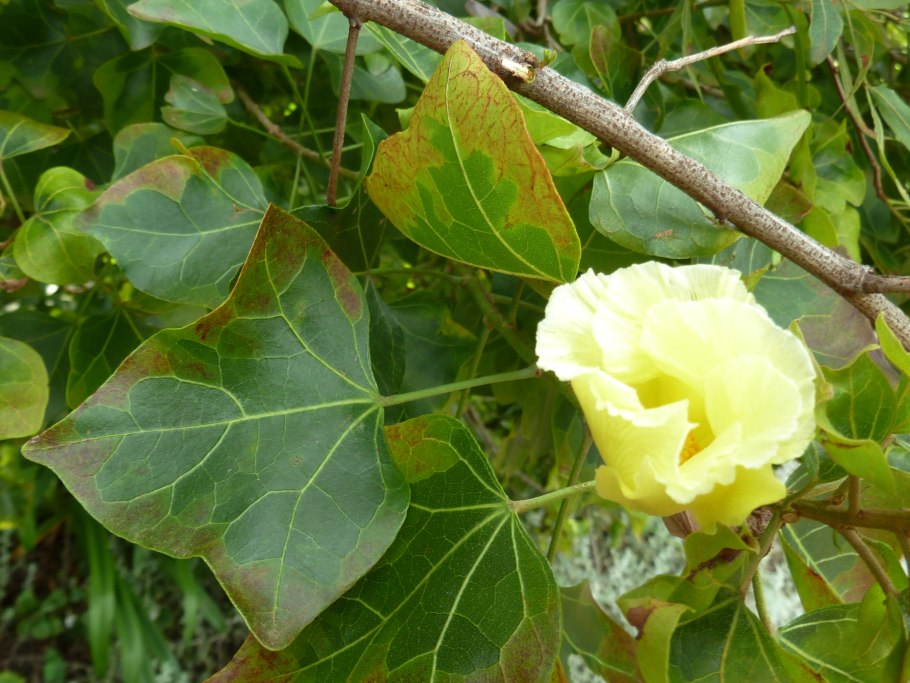 Хозяин корень