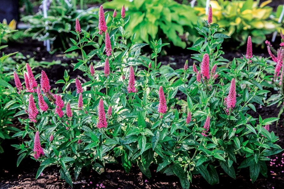 Veronica longifolia Speedwell растение