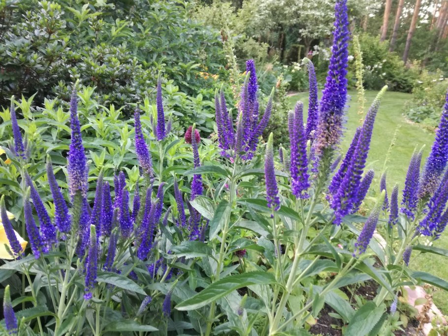 Вероника колосковая first Glory