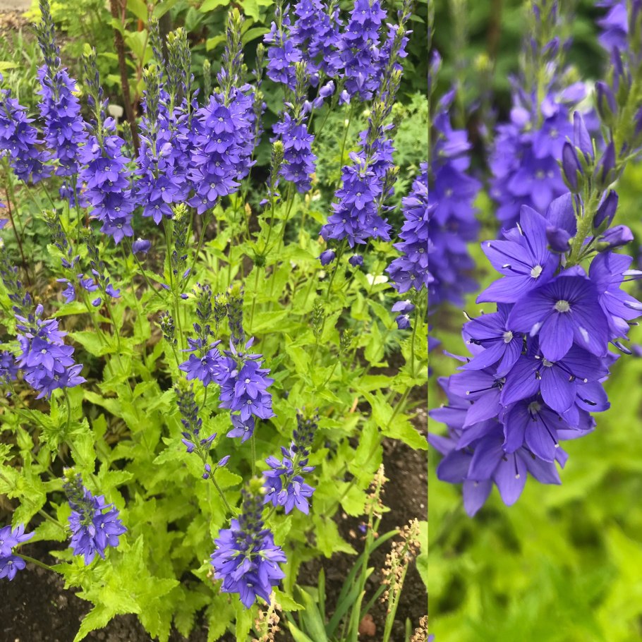 Veronica longifolia Marietta